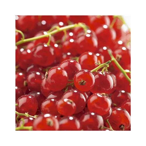 Groseillier A Grappe Agate Rouge ®. Le pot de 2 litres