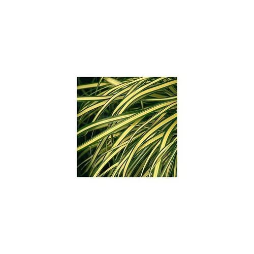 Carex Evergold - Le pot de 2 litres