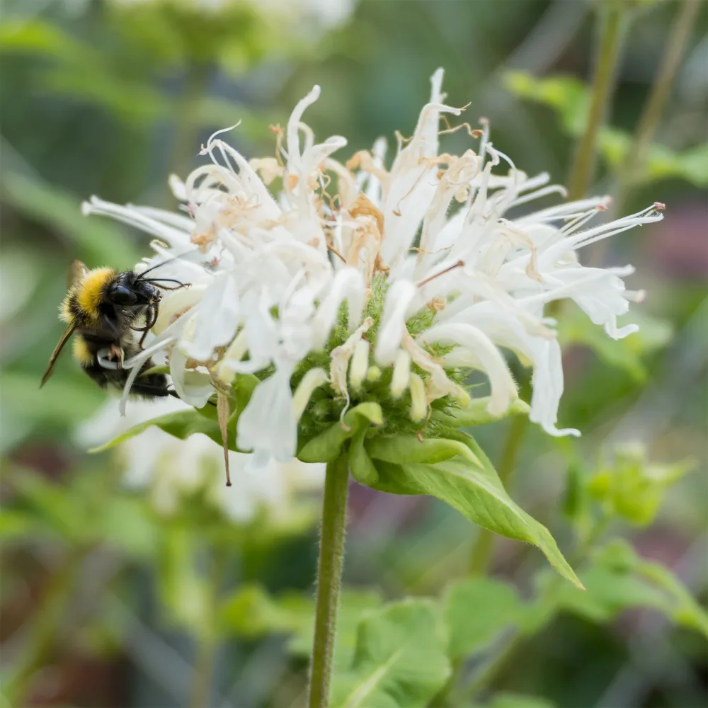 Monarde Schneewittchen Monarda schneewittchen