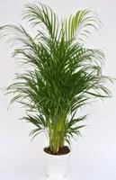 Areca pot Ø19 cm/ H90 cm