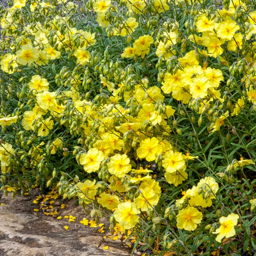 Hélianthème Wisley Primrose Helianthemum Wisley Primrose