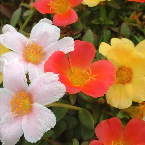 Portulaca Grandiflora - Le pot de 1,4 litres
