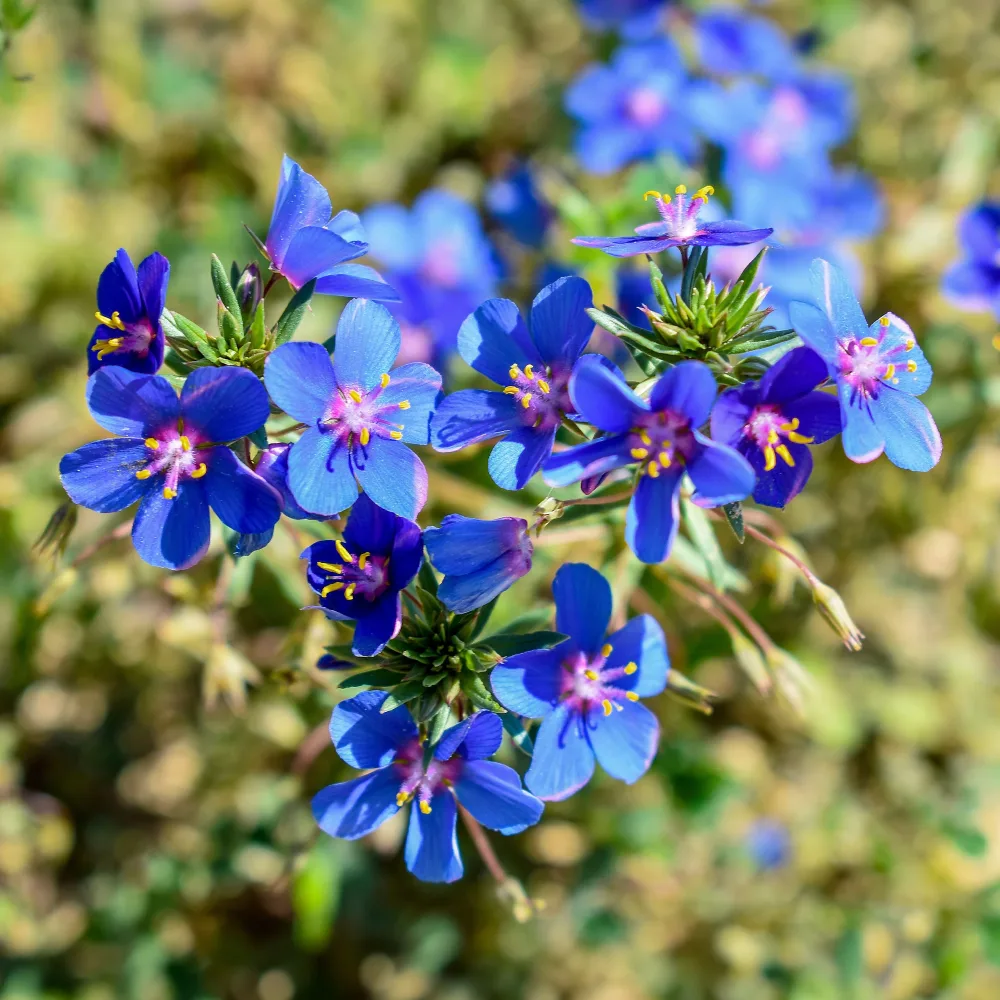 Gentiane bleue Anagallis linifolia