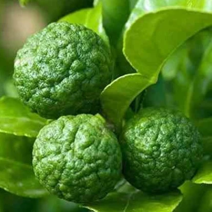 Combava Citrus hystrix