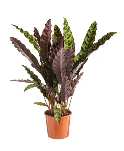 Calathea lancifolia vert. Le pot Ø 17 cm