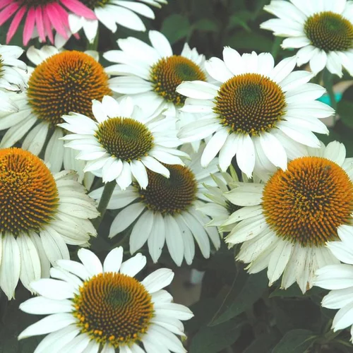 Echinacea Purpurea Powwow White - Le pot de 2 litres