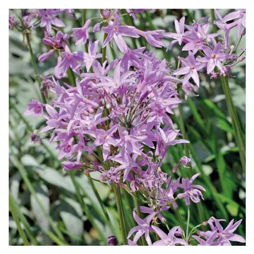 Tulbaghia - Le pot de 9 x 9 cm
