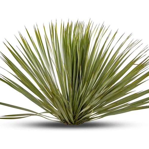 Yucca Rostrata en pot de 25 L