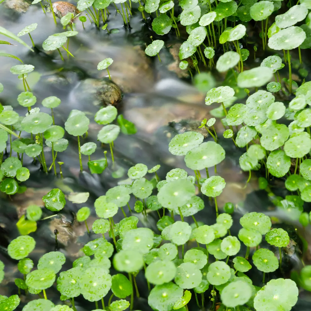Ecuelle d'eau Herbe aux patagons Hydrocotyle vulgaris