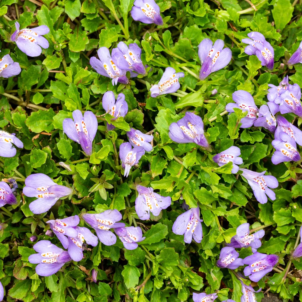 Mazus rampant Mazus reptans