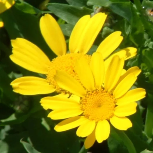 Chrysant Gele Ganzenbloem | Biologische en zaadvaste bloemenzaden