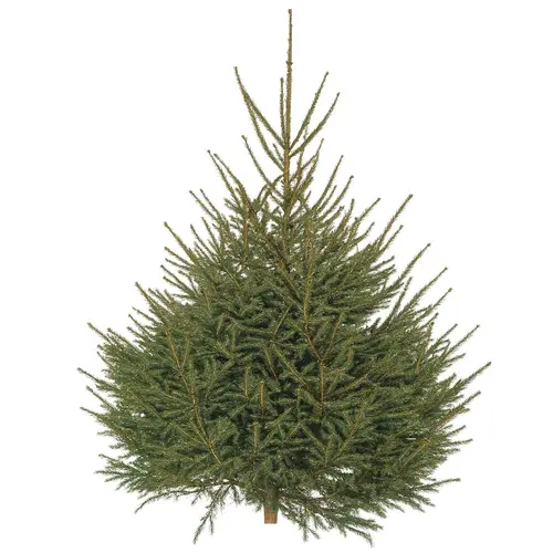 Sapin Epicea coupé - de 80 à 100cm