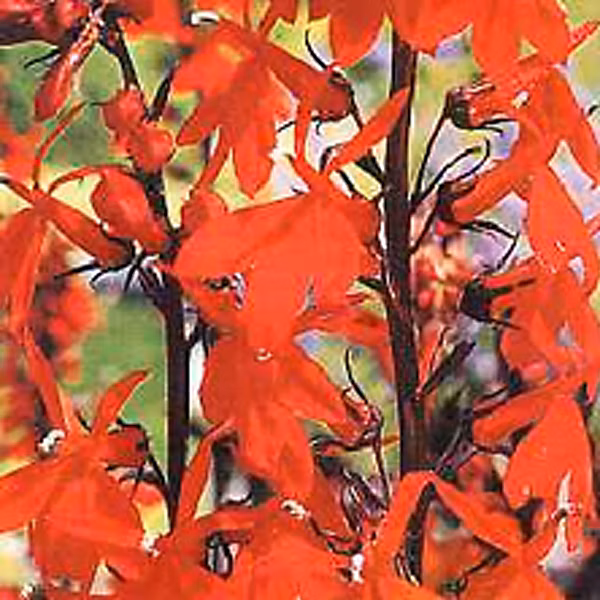 6 x Lobélie 'Queen Victoria' | Lobelia 'Queen Victoria' – godet 9cm x 9cm