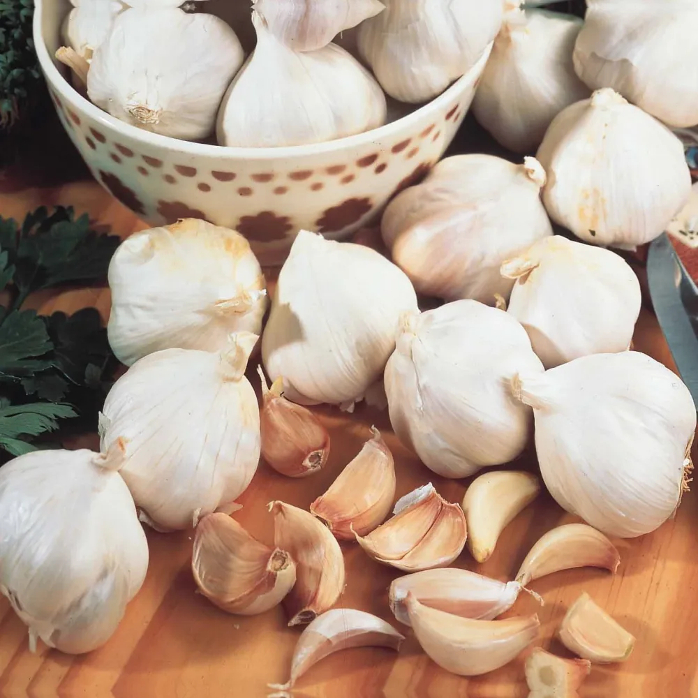 Ail rose Arno Allium sativum arno