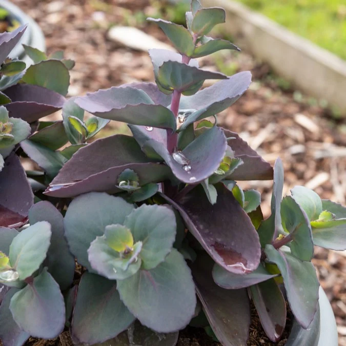 Sedum Perle bleue Sedum Blue Pearl