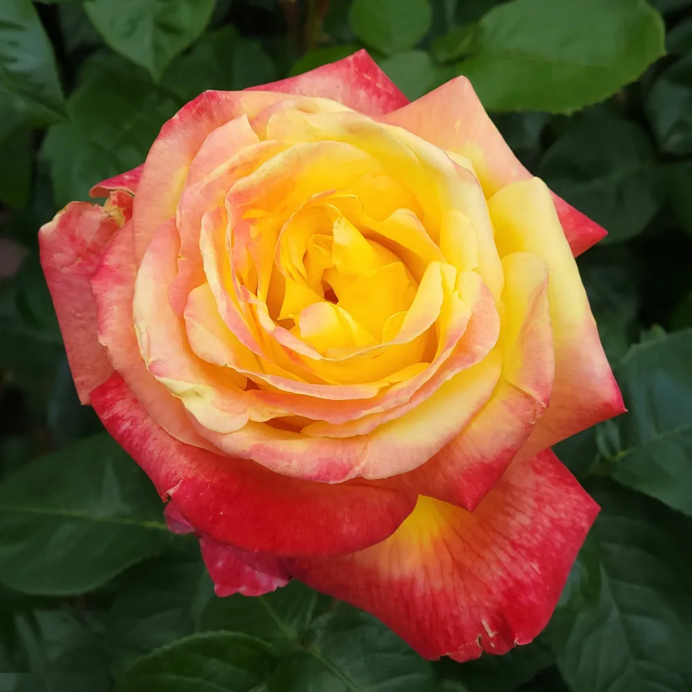 Rosier buisson bicolore Rosa