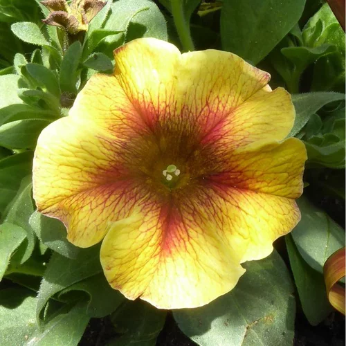 Petunia Beautical - La coupe de 25 cm