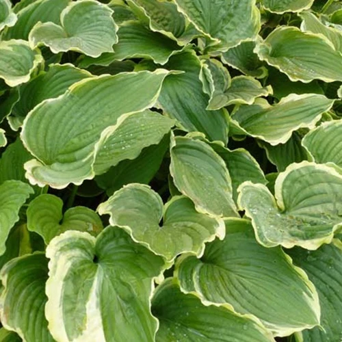 Hosta Spring Fling Hosta spring fling
