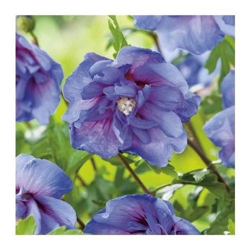 Althéa Blue Chiffon - pot 5 L