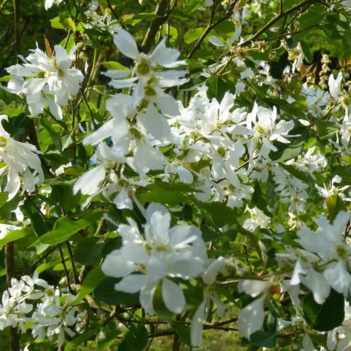 Magnolia étoilé (Stellata) blanc. Le pot de 9 litres