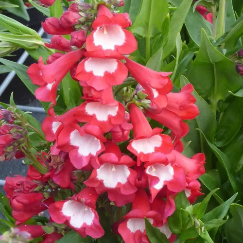 Penstemon coloris variés. Le pot de 4 litres