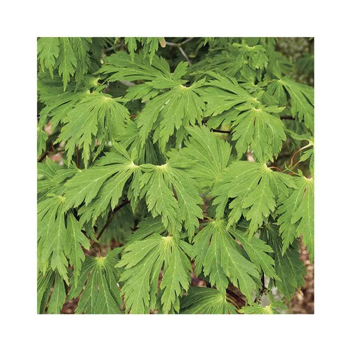 Erable du Japon (ACER JAPONICUM ACONITIFOLIUM ) Le pot de 50 litres