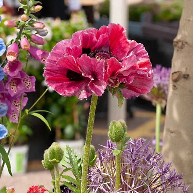 Pavot d'Orient Harlem Papaver harlem