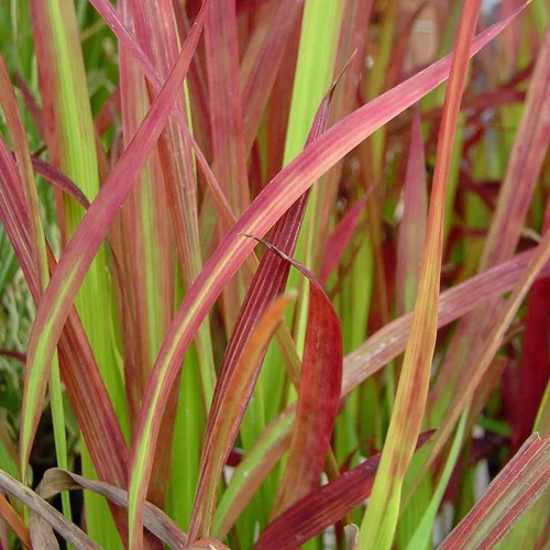 Imperata 'Red Baron' - Le pot de 1 litre