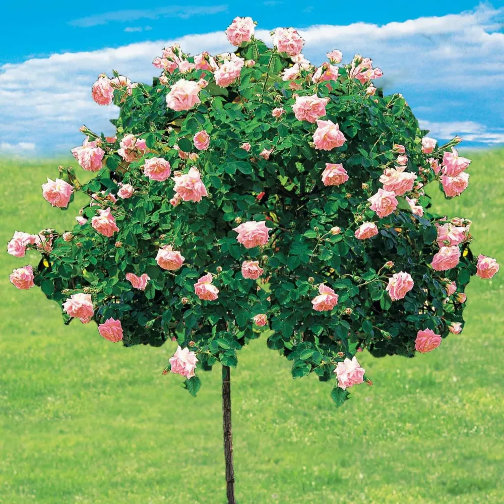 Rosier Cascade rose sur tige Rosa wichuraiana New Dawn