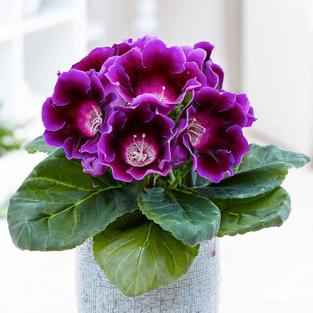 Gloxinia des fleuristes violet Sinningia speciosa purple