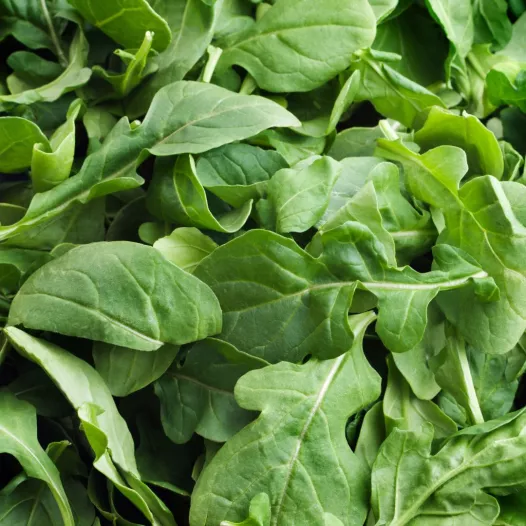 Rucola zaden bio | Aromatische kruidenzaden