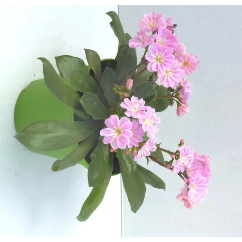 Lewisia Cotyledon - Le pot de 10.5 cm