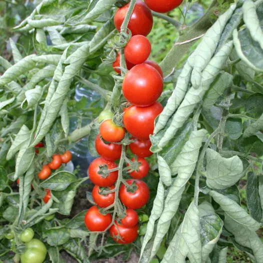 Tomatenzaden | Kerstomaat Miel du Mexique