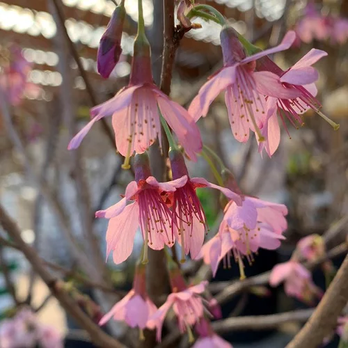 Cerisier à fleurs Prunus Serrulata Okame. Le pot de 15 litres
