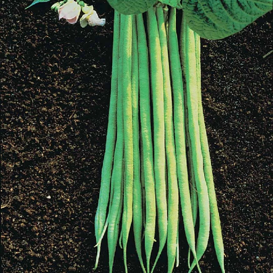 Haricot nain fin Aiguillon (Obt. Gautier) Bio Phaseolus vulgaris nain fin aiguillon (obt. gautier) bio