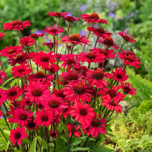 Echinacea PANAMA RED - Le pot de 2 litres