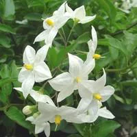 Solanum faux jasmin Tippi - Le pot de 3 litres