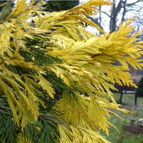 Calocedrus Decurrens Aureovariegato (Cèdre blanc de Californie) 150/175 en pot de 30 L jaune