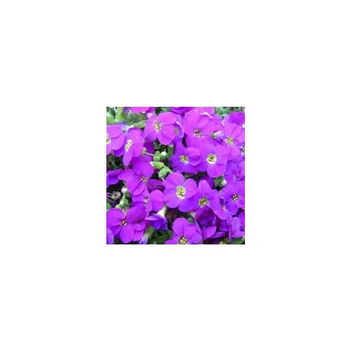 Aubriète Royal violet - Le pot de 1 litre
