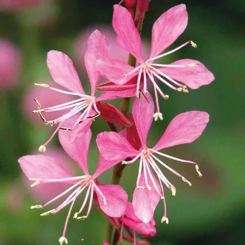 Gaura rose compact - Le pot de 4 litres