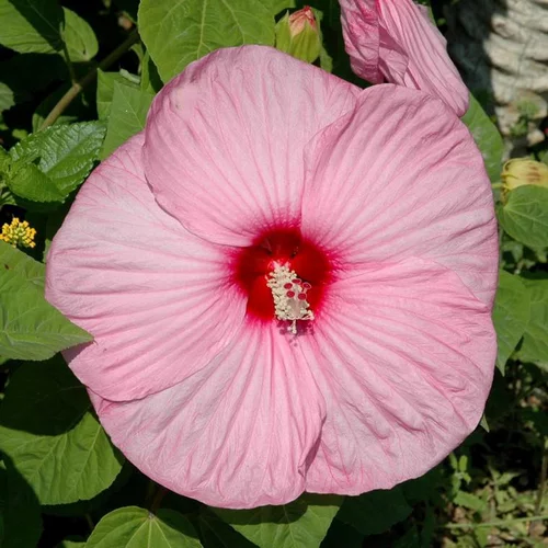 Hibiscus Moscheutos - Le pot de 8,7 litres