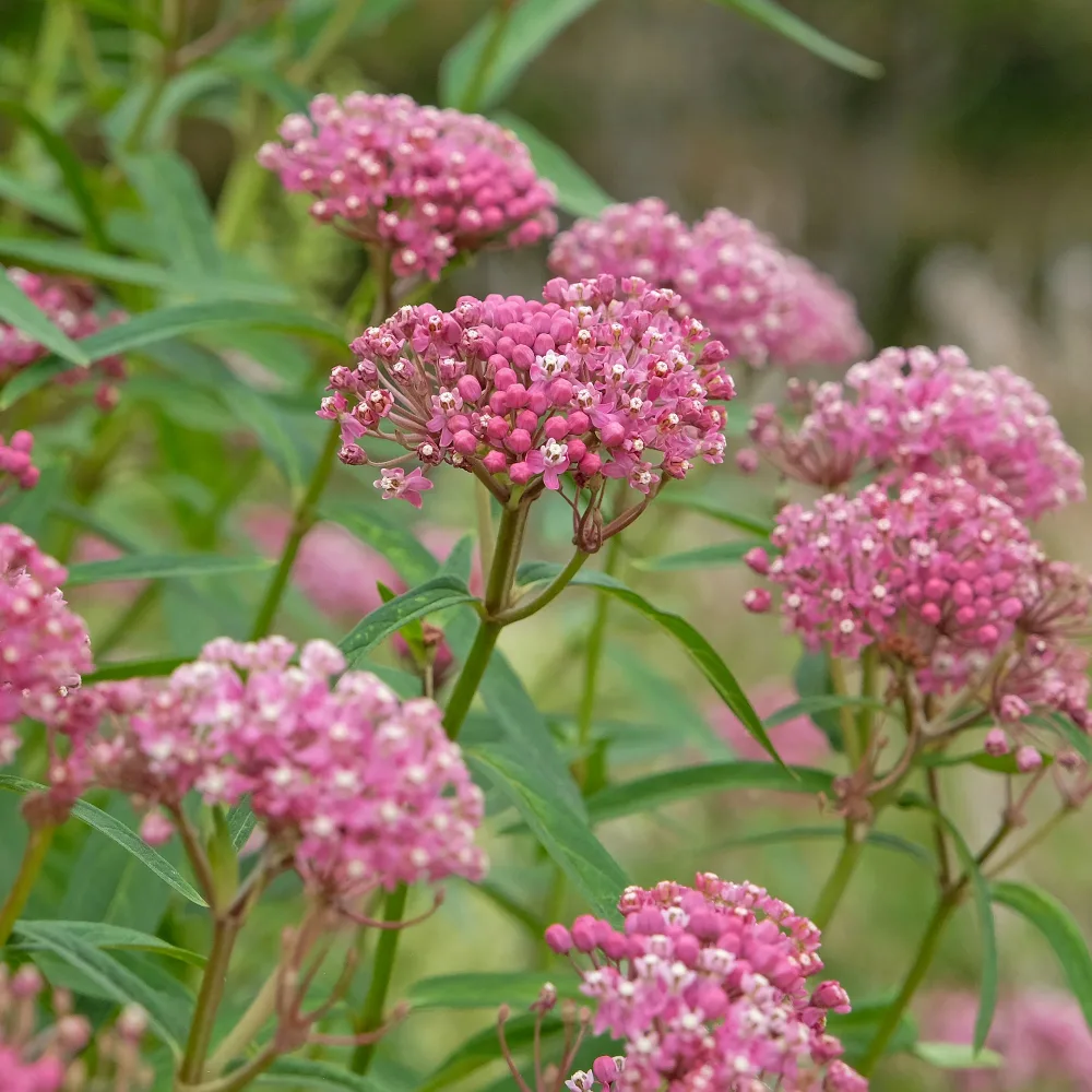 3 Asclépiades incarnata Asclepias incarnata