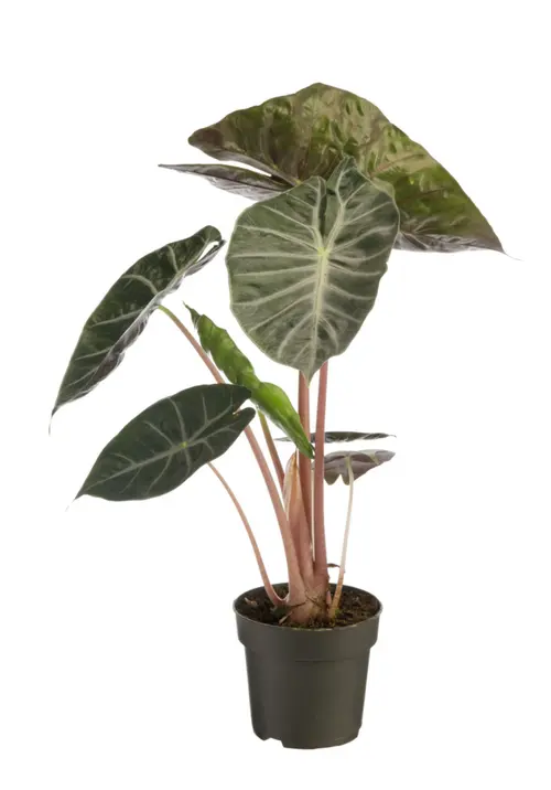 Alocasia Pink Dragon vert. Le pot Ø 14 cm