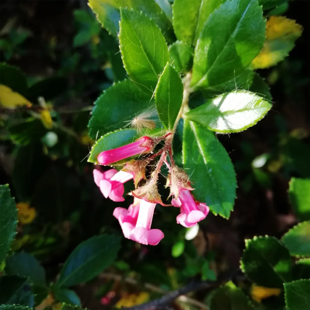 Escallonia rubra macrantha Escallonia rubra macrantha