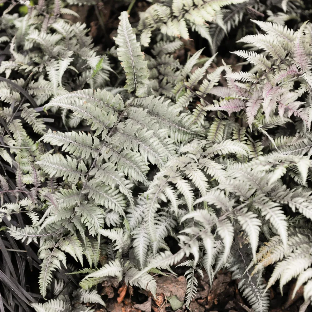 Fougère peinte Burgundy Lace Athyrium niponicum burgundy lace