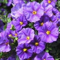Solanum Rantonnetii Tige - Le pot de 5 litres
