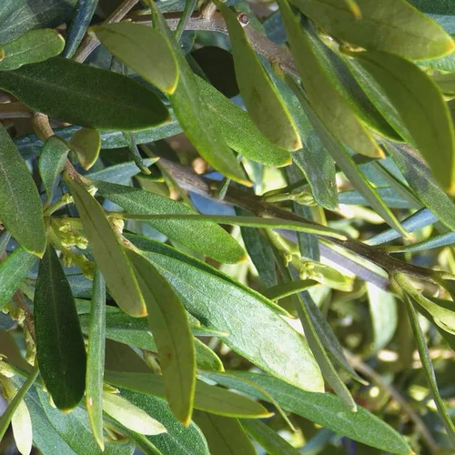 Olea Europaea ou Olivier Boule en pot de 30 L