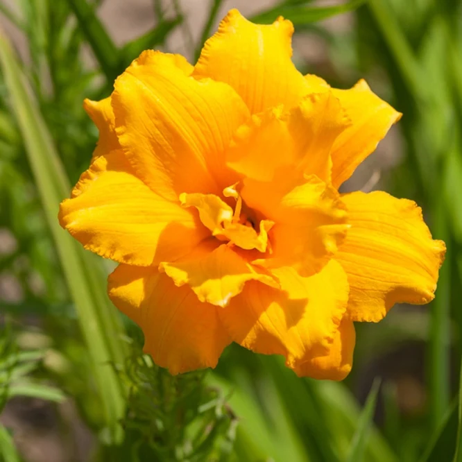 Hémérocalle Condilla Hemerocallis condilla