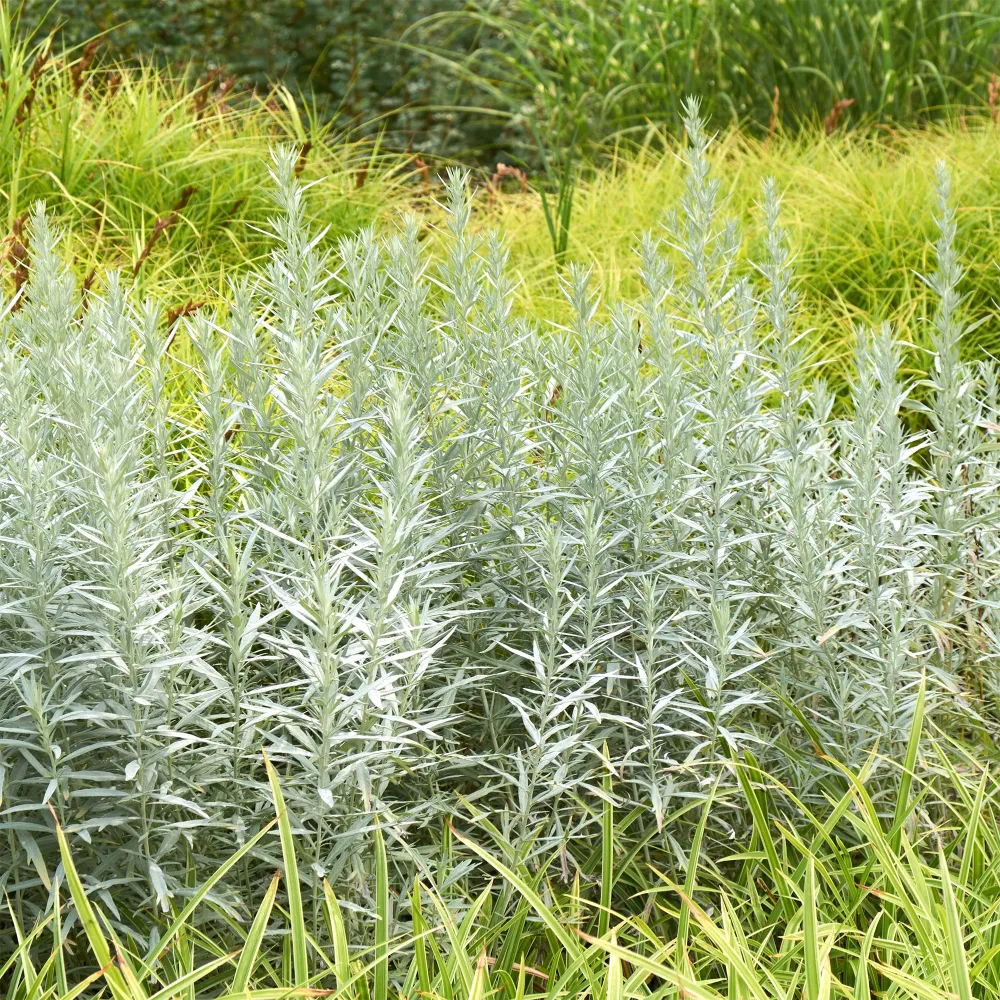 Armoise Silver Queen Artemisia ludoviciana silver queen