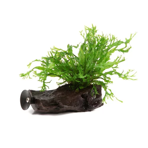 Plante aquatique Microsorum pteropus Narrow sur racine - Taille S